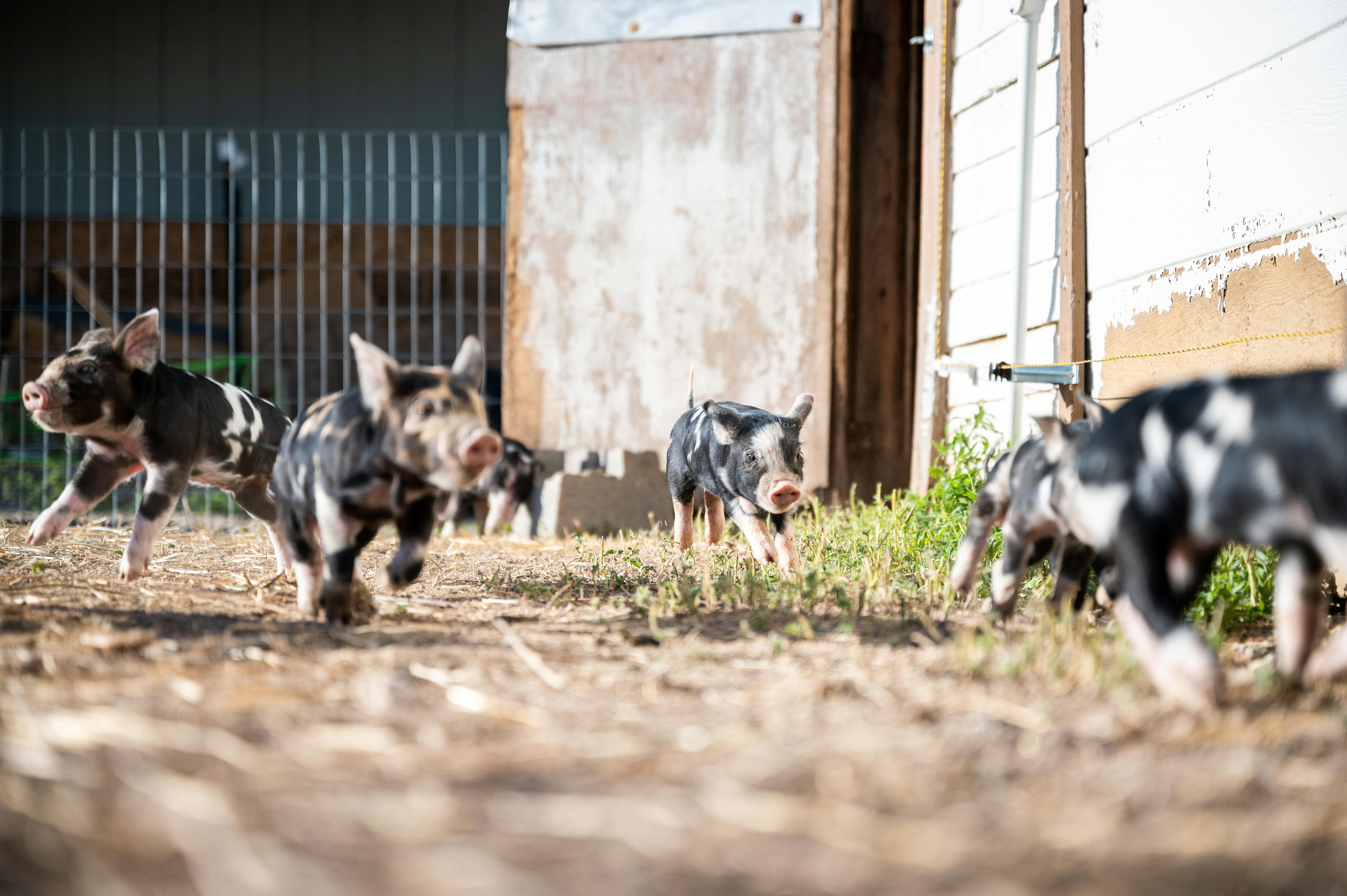 Cute mini pigs grazing in enclosure in farm · Free Stock Photo