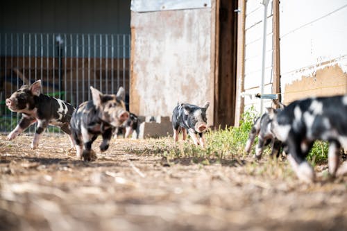 Ground level of little spotted domestic kunekune pigs walking in paddock in farmland