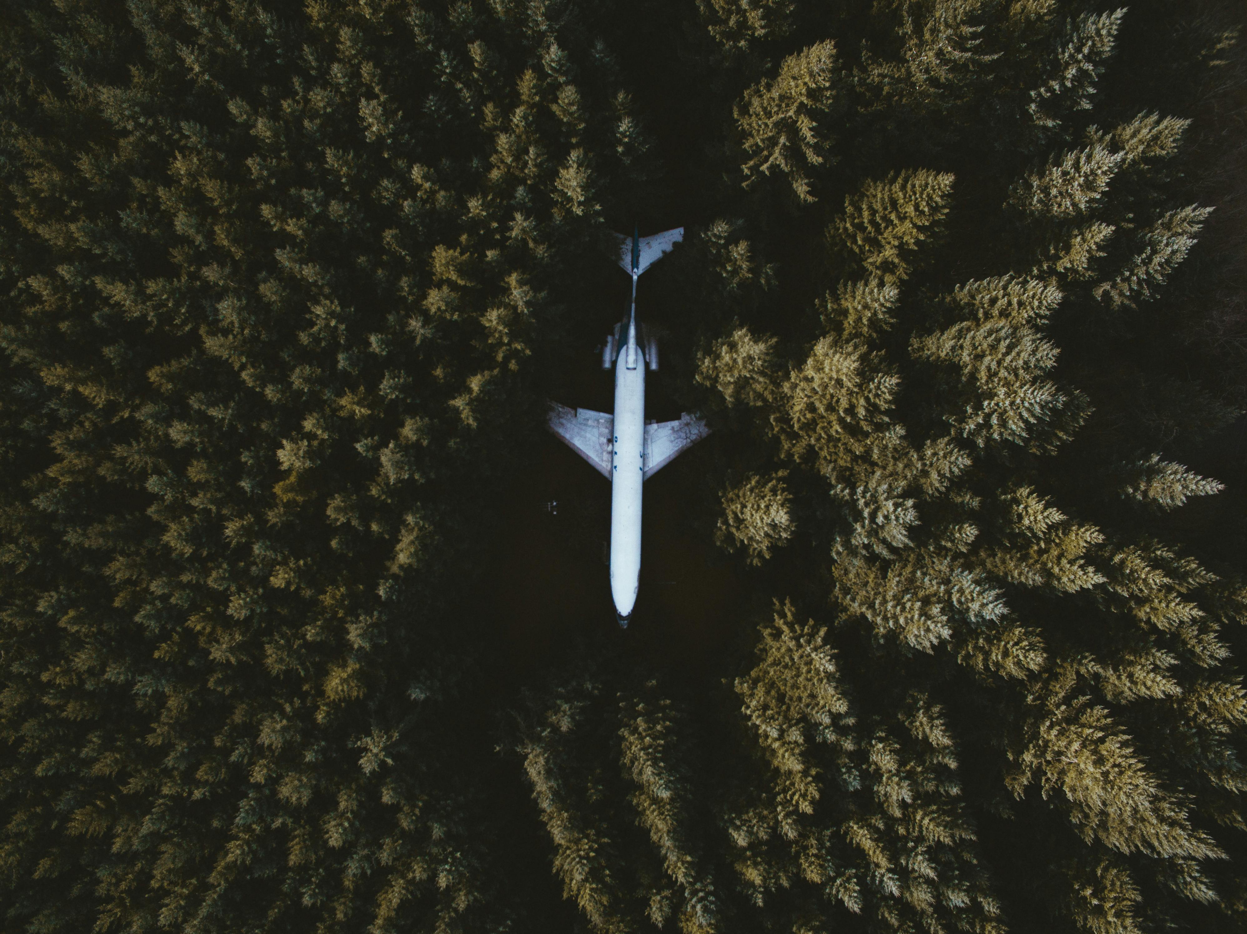 an airplane in the middle of a forest