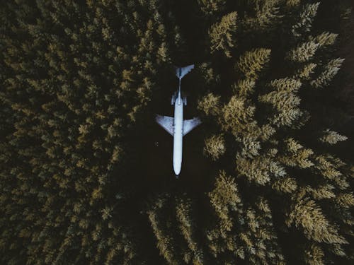 白色飛機飛越綠樹