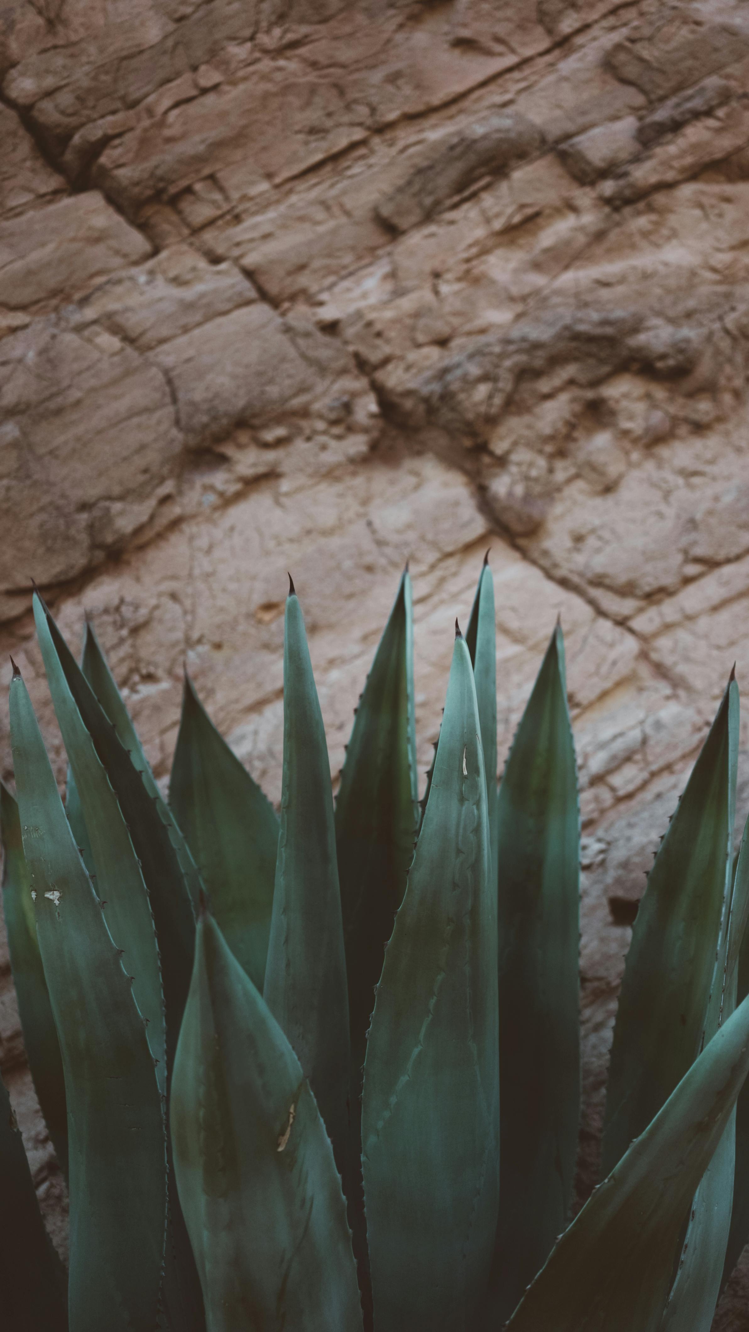 plant with green lush leaves near rocky formation