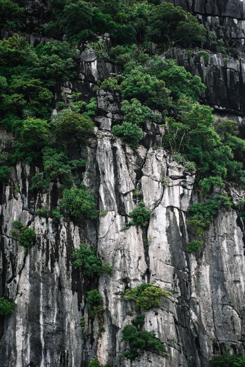 Free Vertical limestone cliffs covered with vibrant green foliage, creating a natural tapestry. Stock Photo
