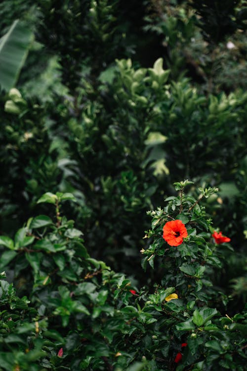 무료 녹색 잎 붉은 꽃 스톡 사진