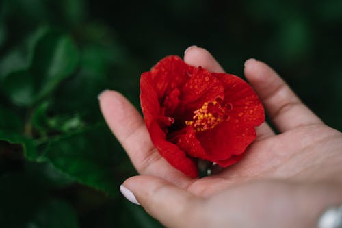 Fotobanka s bezplatnými fotkami na tému červený kvet, človek, držanie