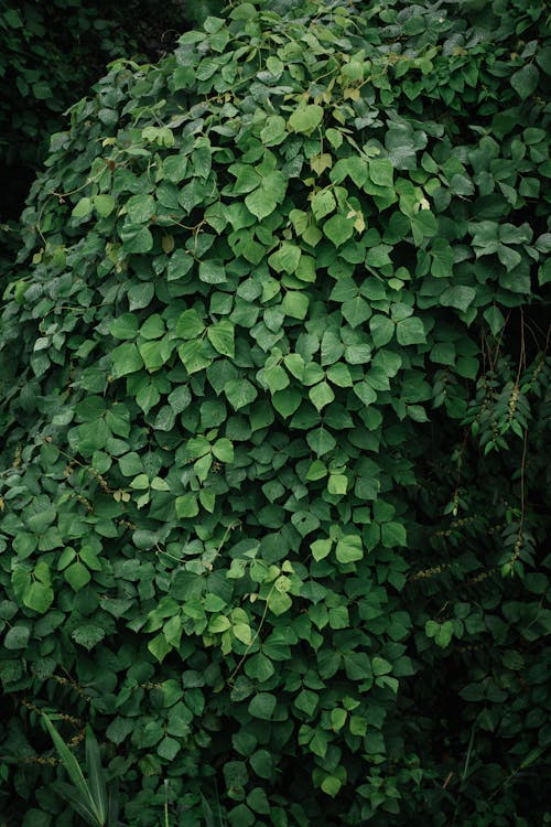 Imagine de stoc gratuită din botanică, plantă, textură