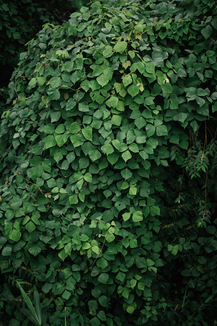 Vertical Shot Of A Green Plant