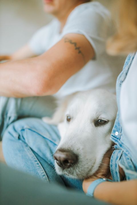 Dog Trembling in Your Lap? Cold, Stress, Pain or Emergency?