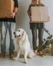 夫妇在家里拿着装金毛猎犬的盒子，准备搬家