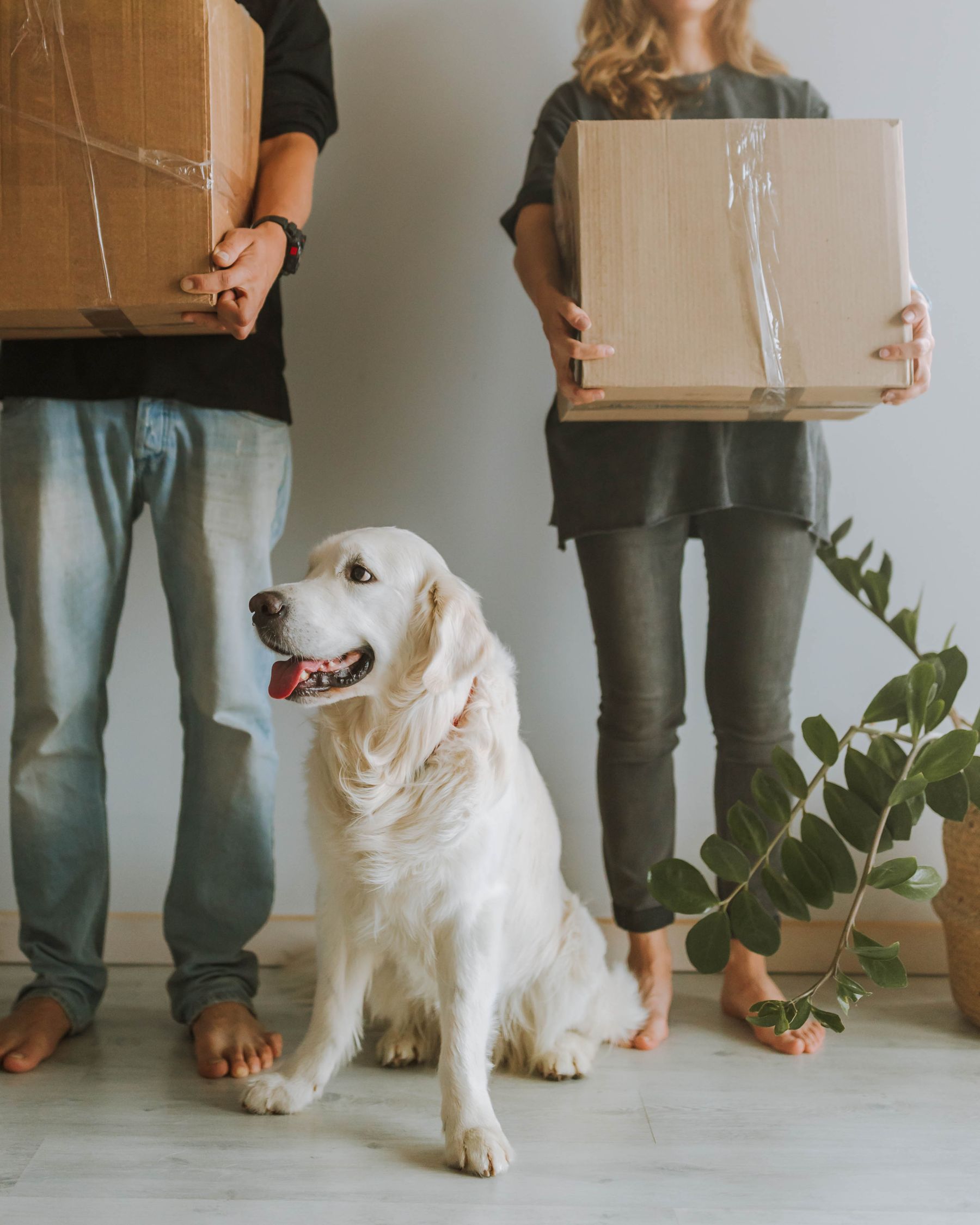 Pet owners unpacking delivered boxes at home with their dog
