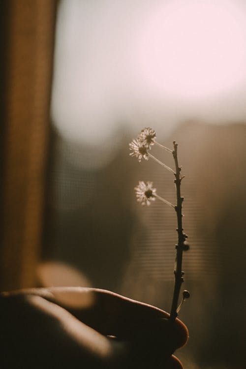 White Flower on Brown Twig