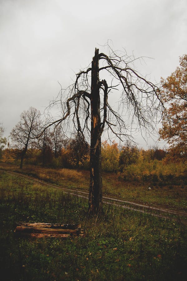 damaged tree with wilted and weak branches