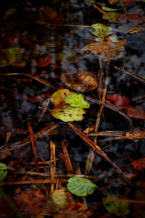 Free A close-up of colorful autumn leaves floating on water, reflecting the season's beauty. Stock Photo