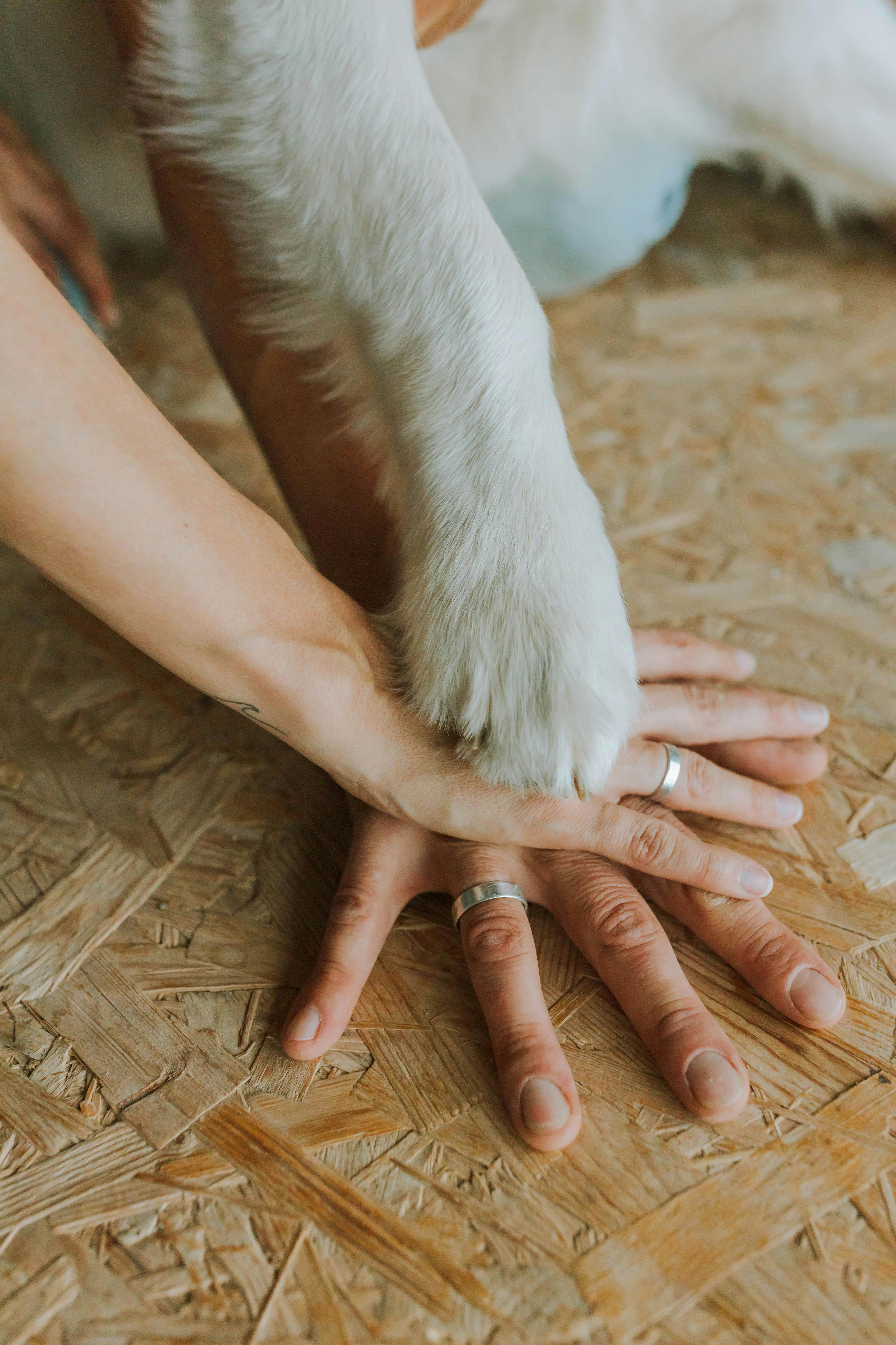 Understanding the Meaning of Common Dog Barking Sounds