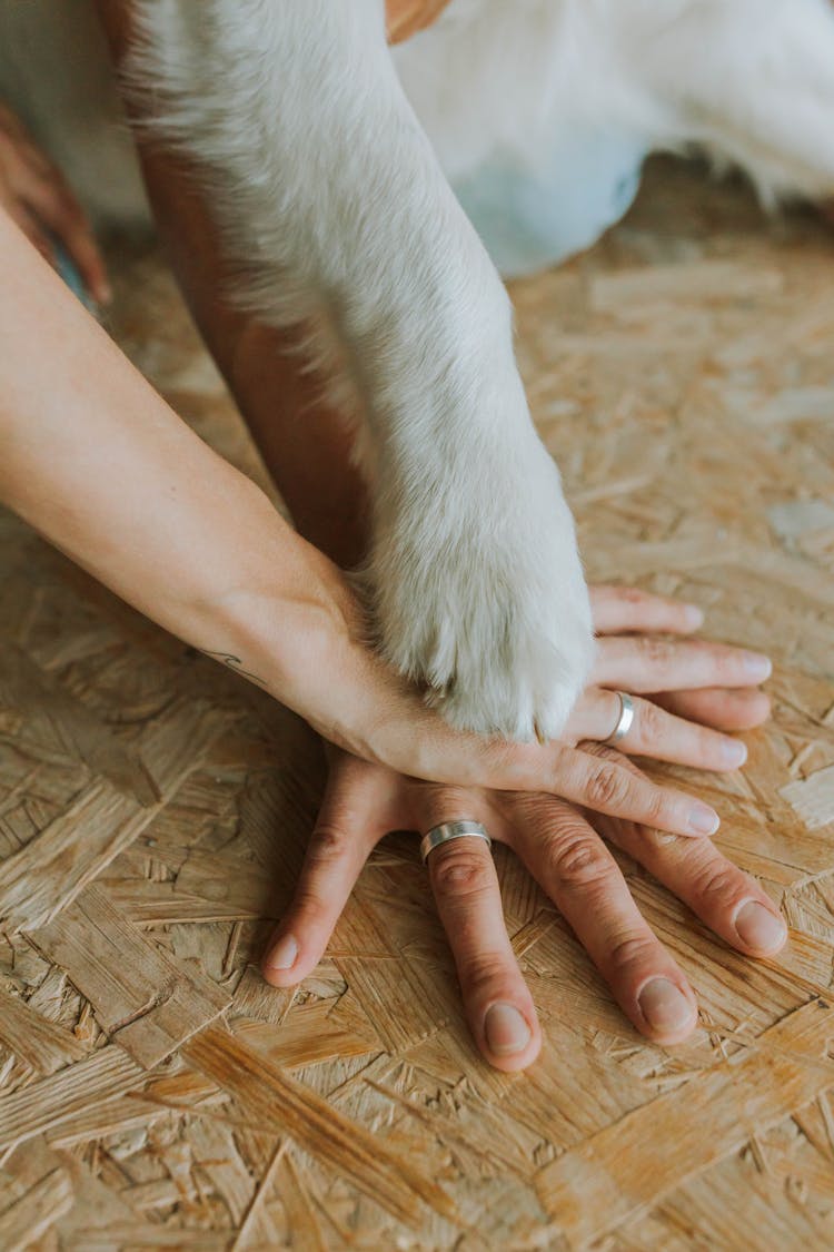 Woman And Man Hands Together With Dog Paw