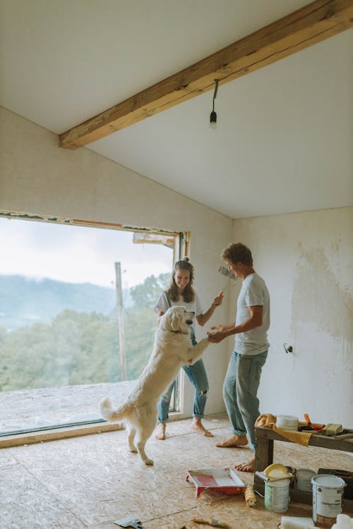 Free Man and Woman Playing with their Dog While Doing Renovation Stock Photo