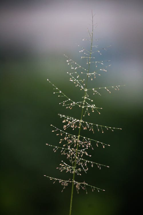 Fotobanka s bezplatnými fotkami na tému kvapky rosy, kvapôčky, rastlina