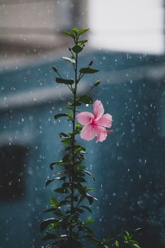 Pink hibiscus flower standing tall amidst falling rain, creating a serene and refreshing atmosphere.