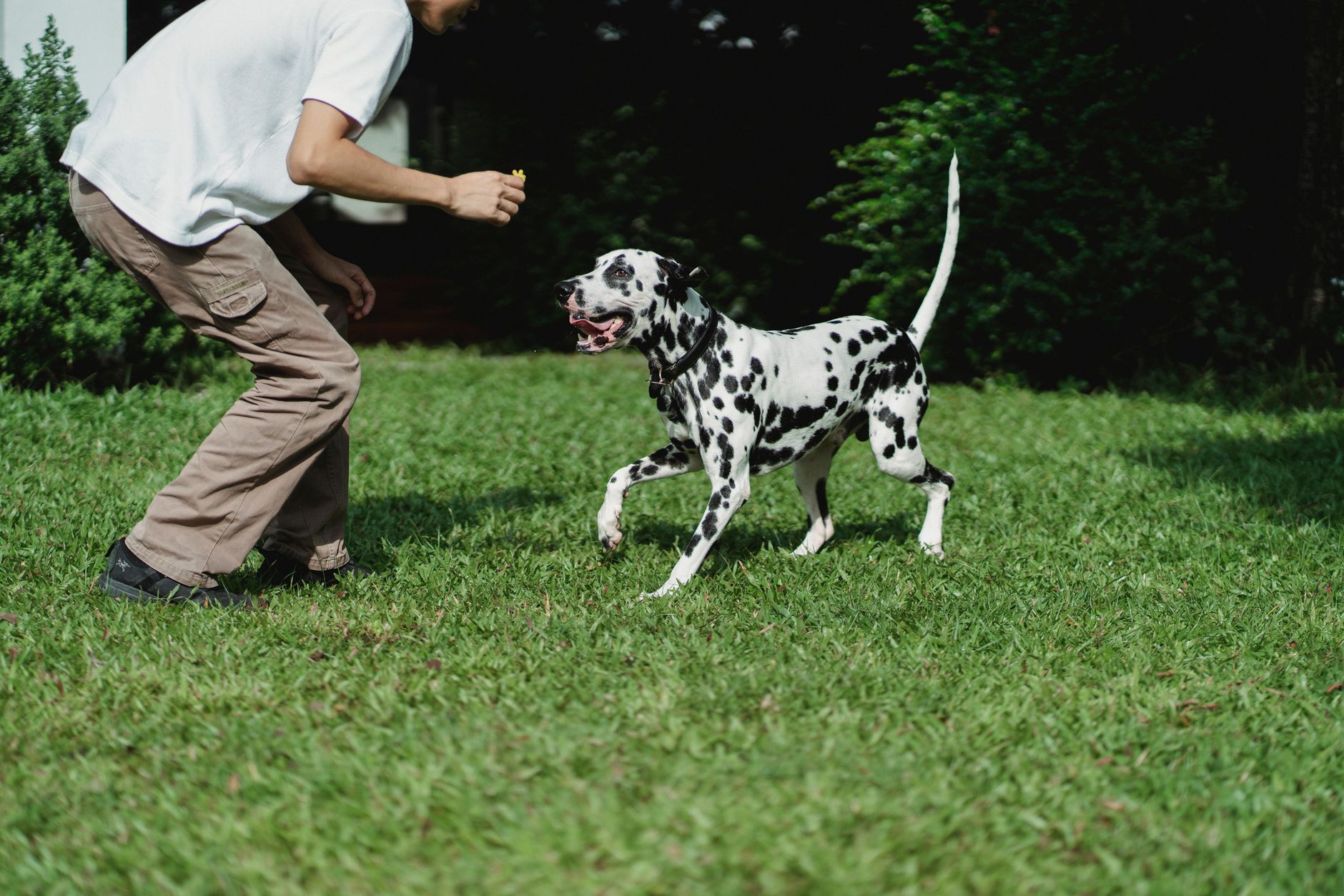 Tecnología veterinaria recomendada: equipo portatil peluqueria canina a domicilio para gatos Tecnología veterinaria recomendada: equipo portatil peluqueria canina a domicilio para gatos