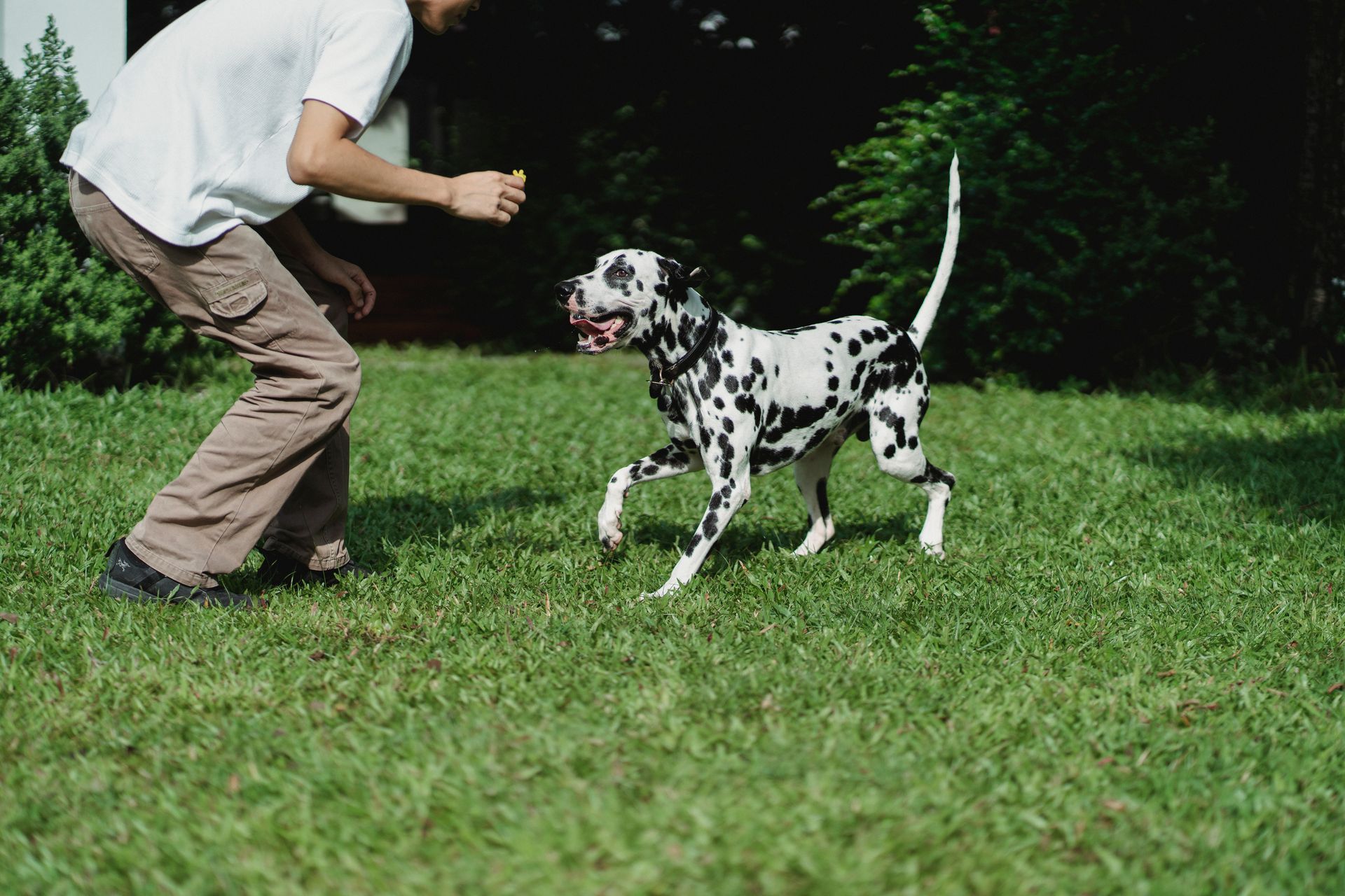 A Dalmatian Dog on the Grass