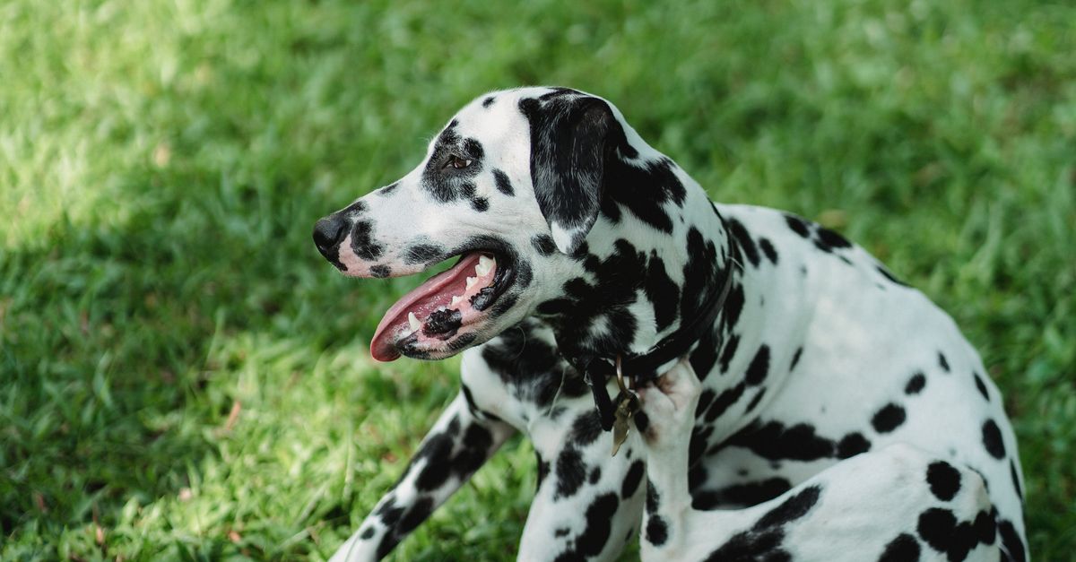 Spring Dog Allergies vs Food Allergies: How to Tell the Difference