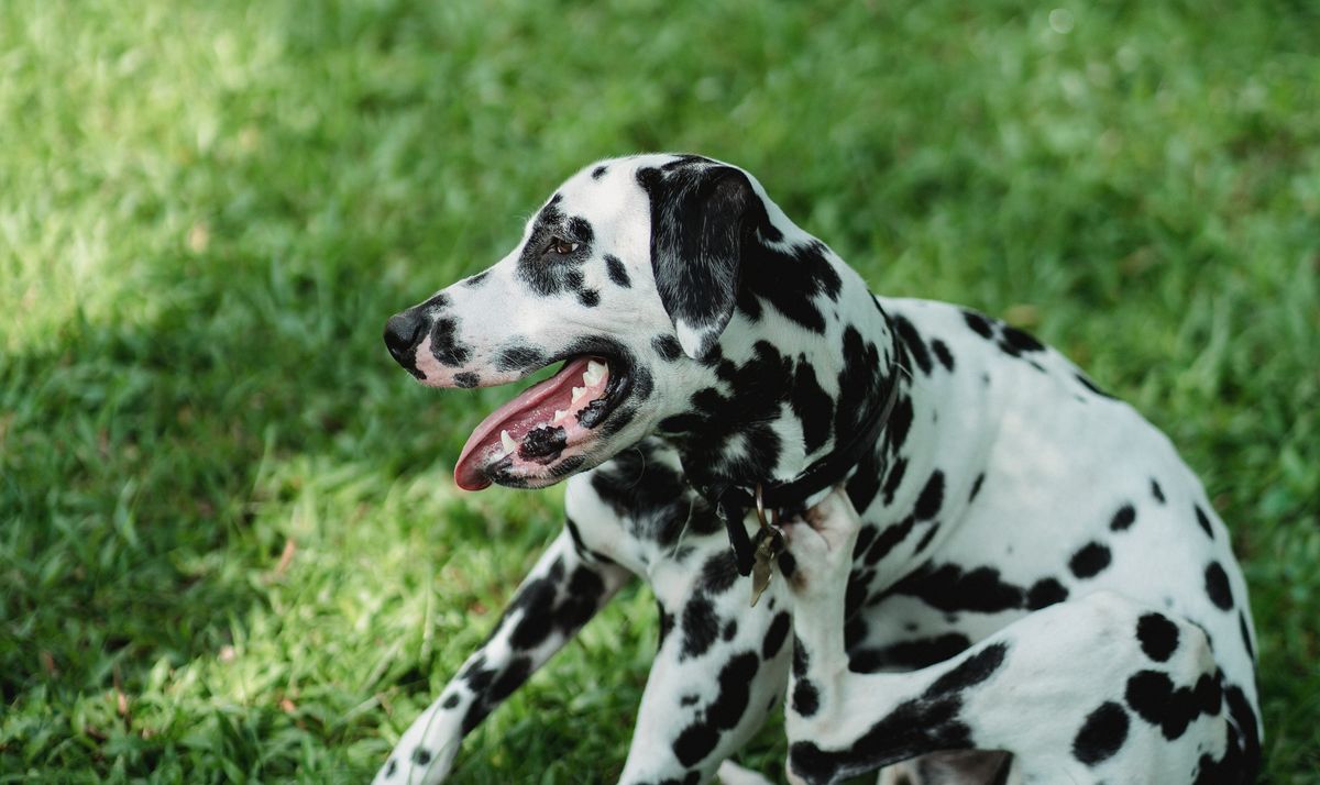 Köpek ve Kedilerde Mevsimsel Alerji: Kaşıntı, Polen ve Atopi Rehberi