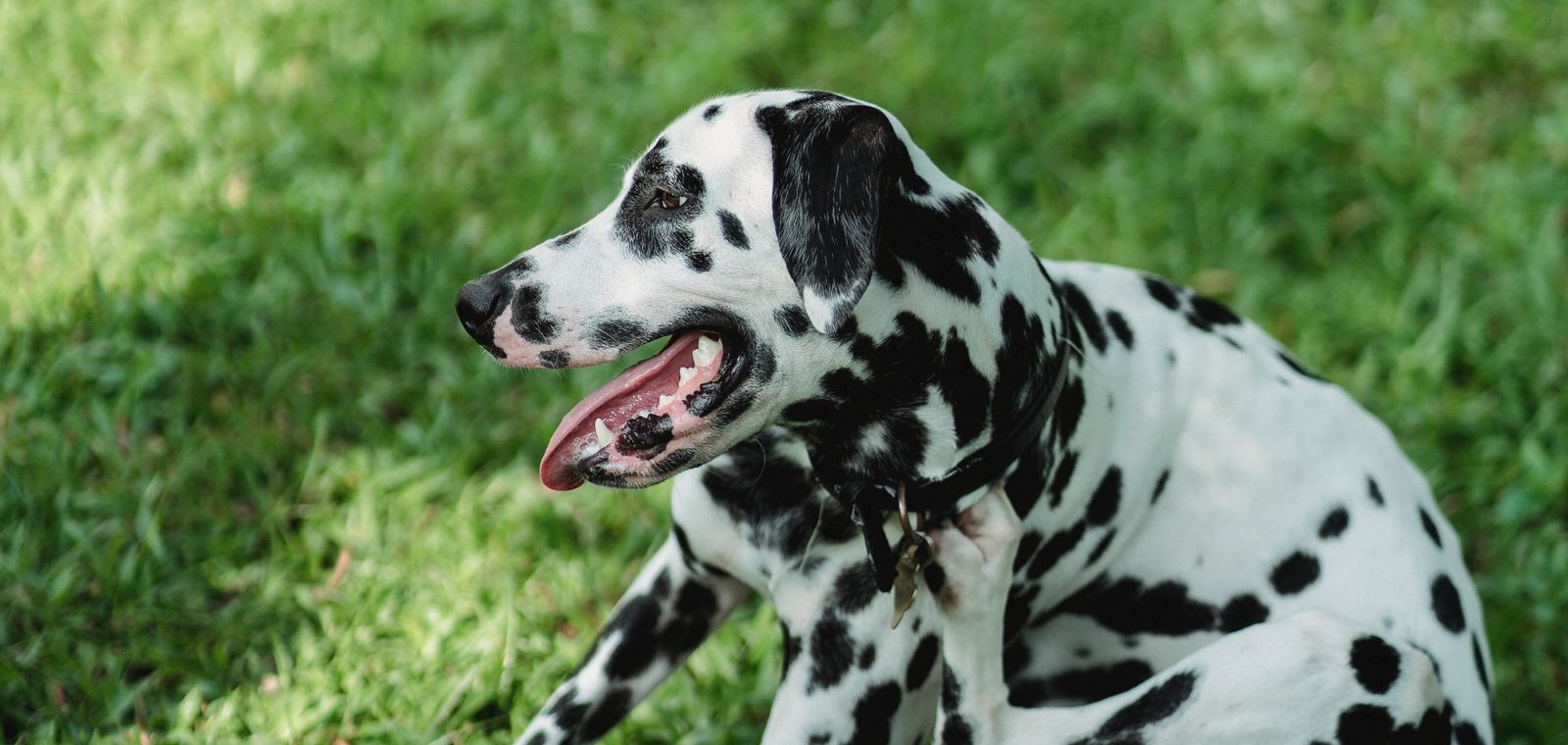 Dog scratching itself on the grass