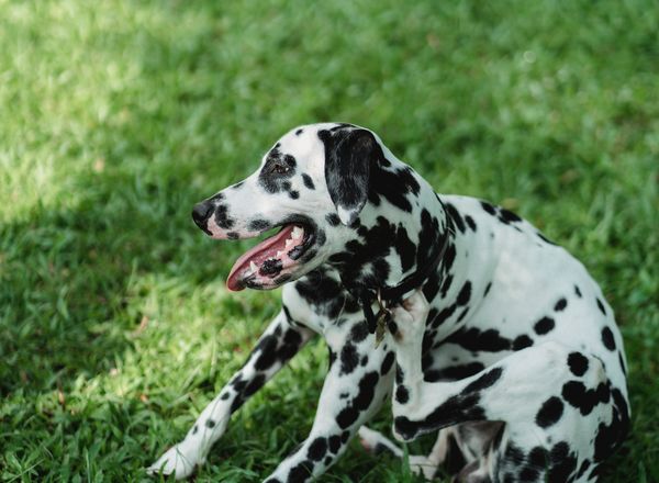 Dog scratching itself on the grass