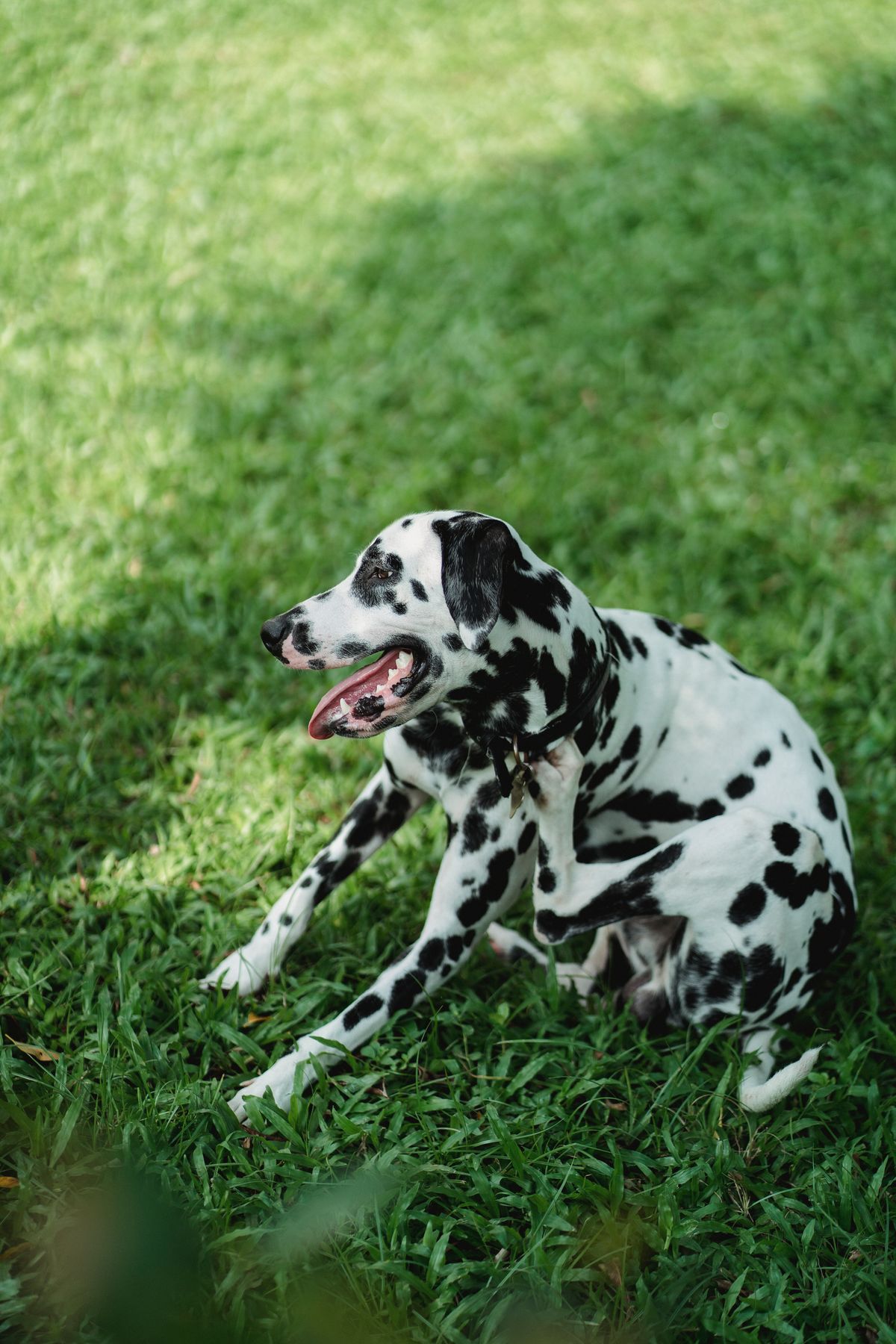 Dog scratching due to itching