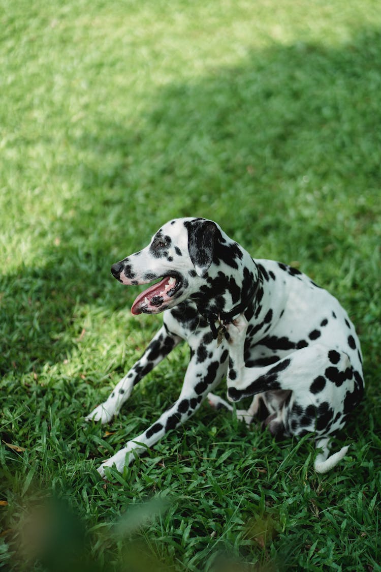 A Dalmatian Dog On The Grass