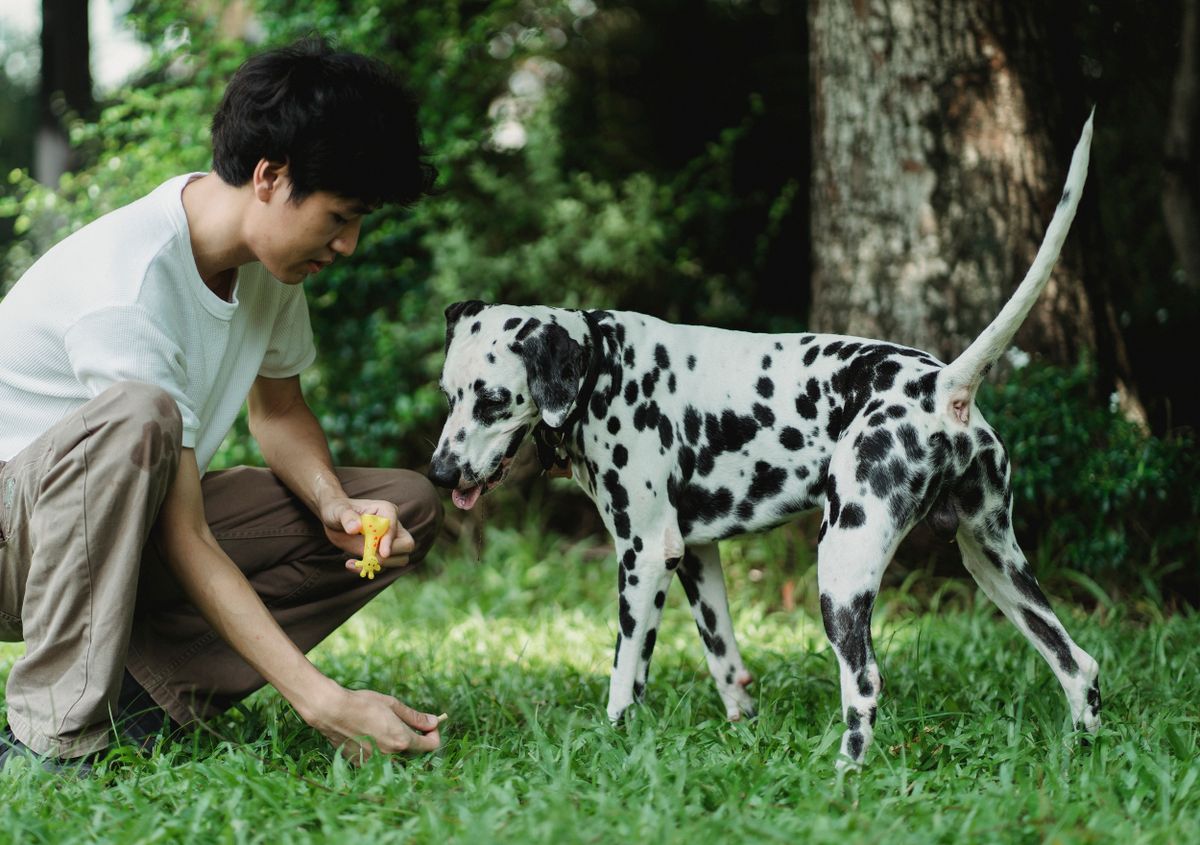 Người chủ đang tương tác và huấn luyện chó Dalmatian ngoài trời