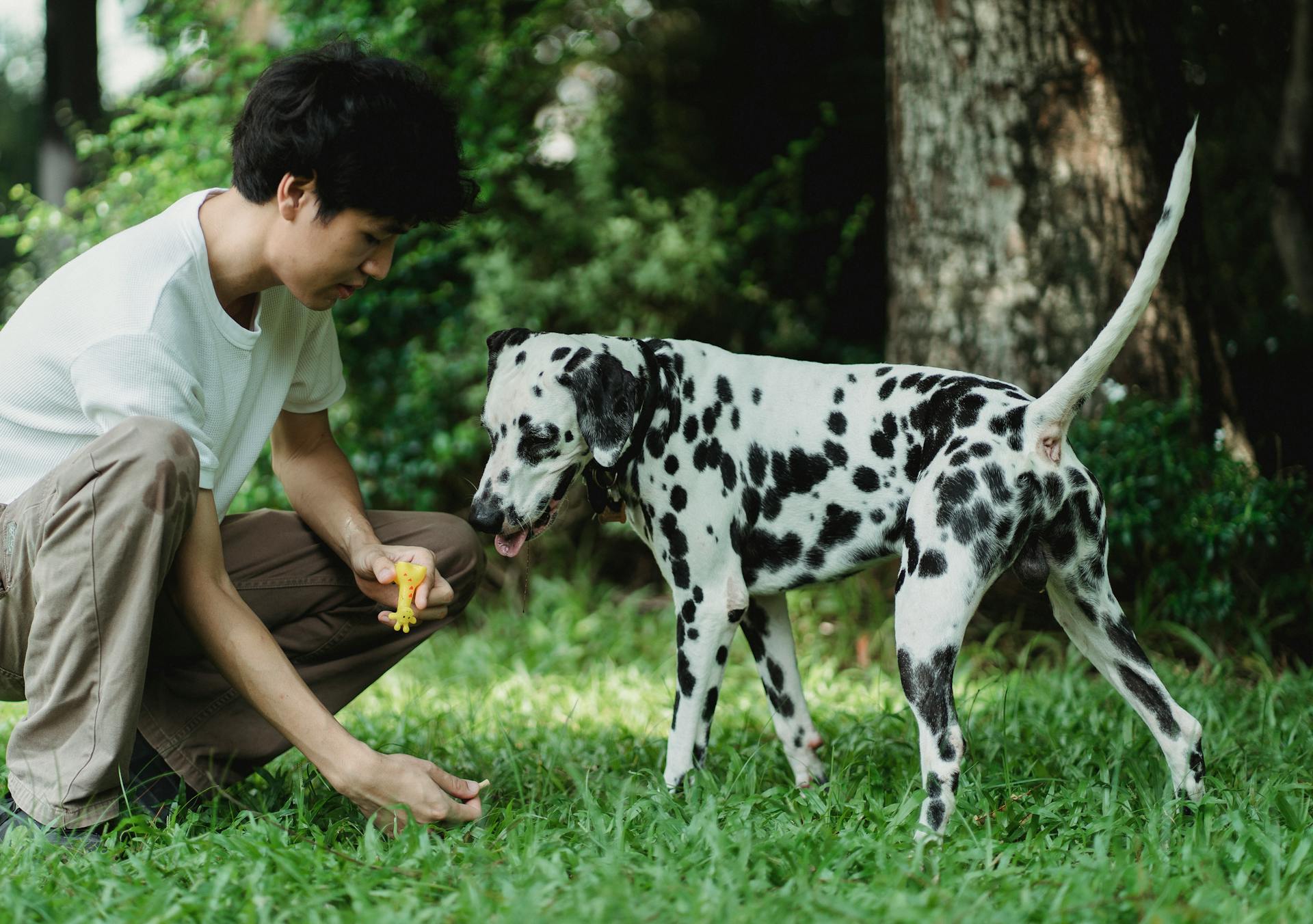 Un homme qui dresse un chien