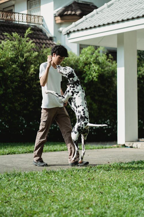 A Dalmatian Dog Midair