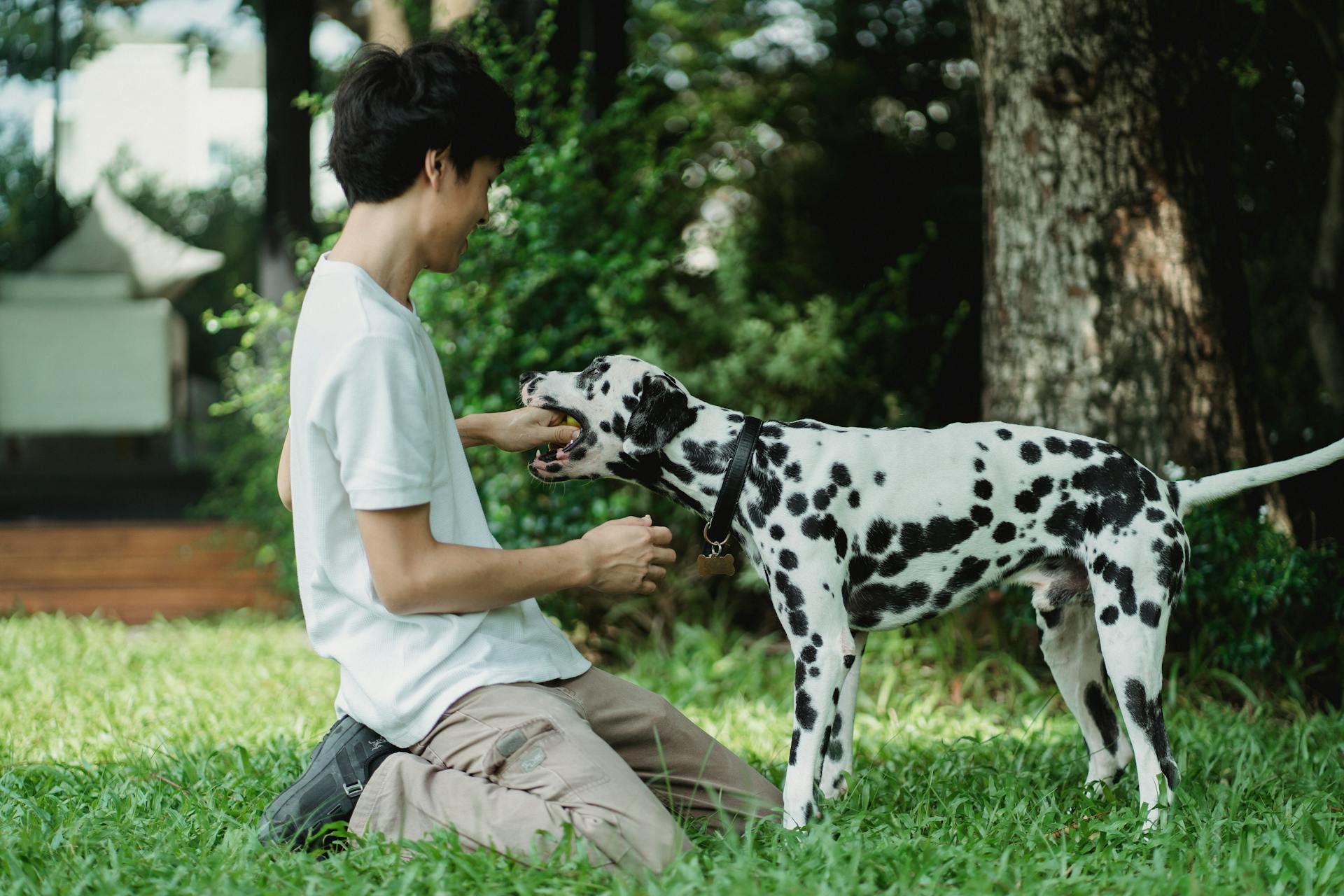 La main d'un homme dans la bouche d'un chien