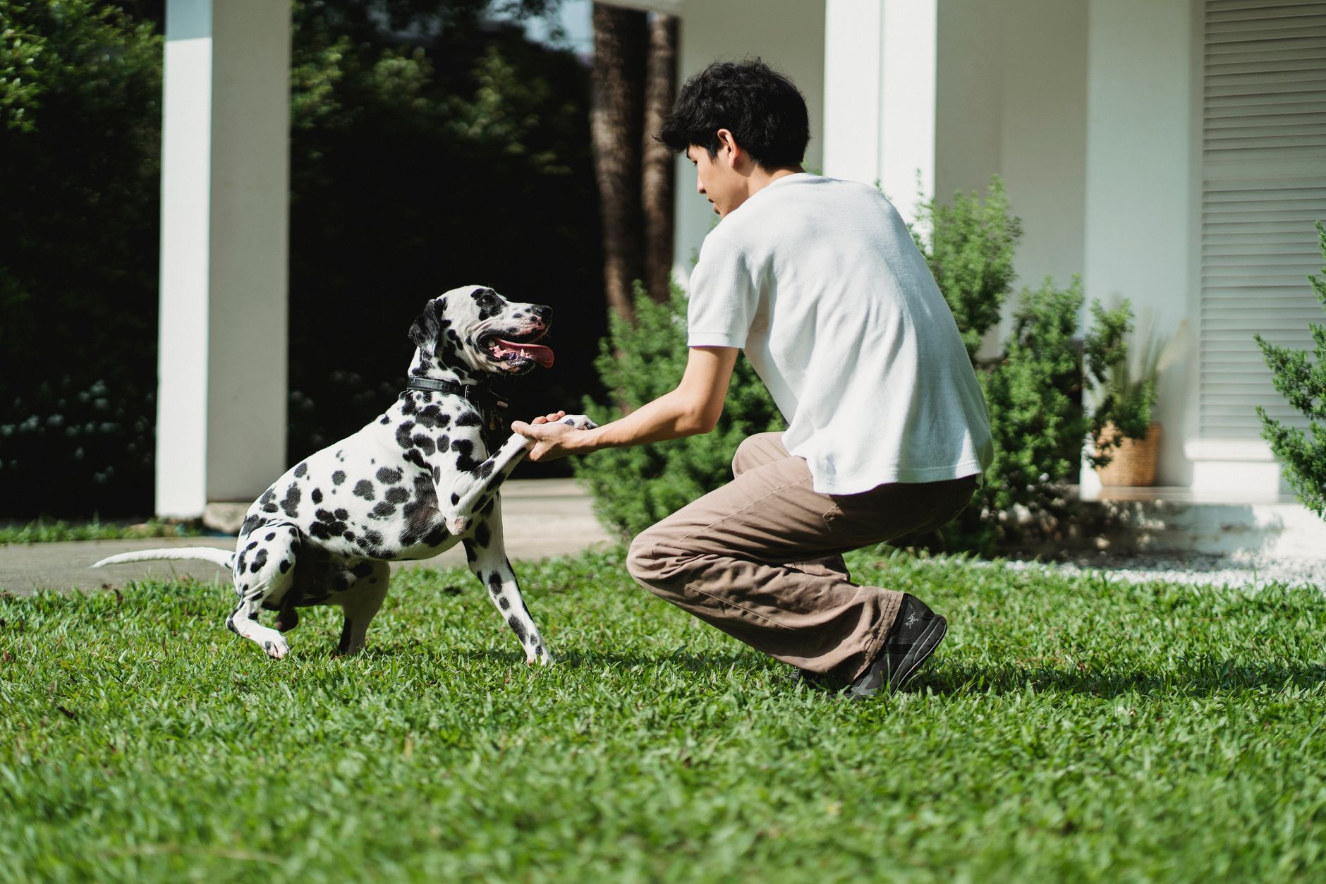 Man kneeling on a lawn, training a joyful Dalmatian dog outside a house.