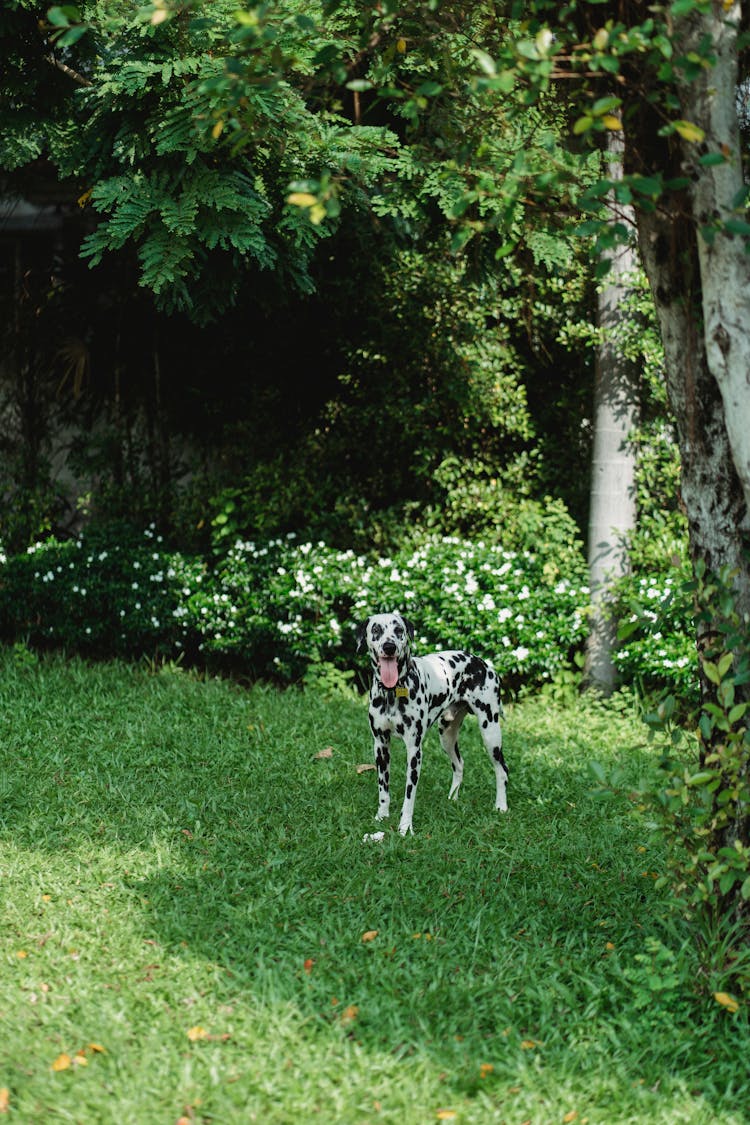 A Thirsty Dog Panting 