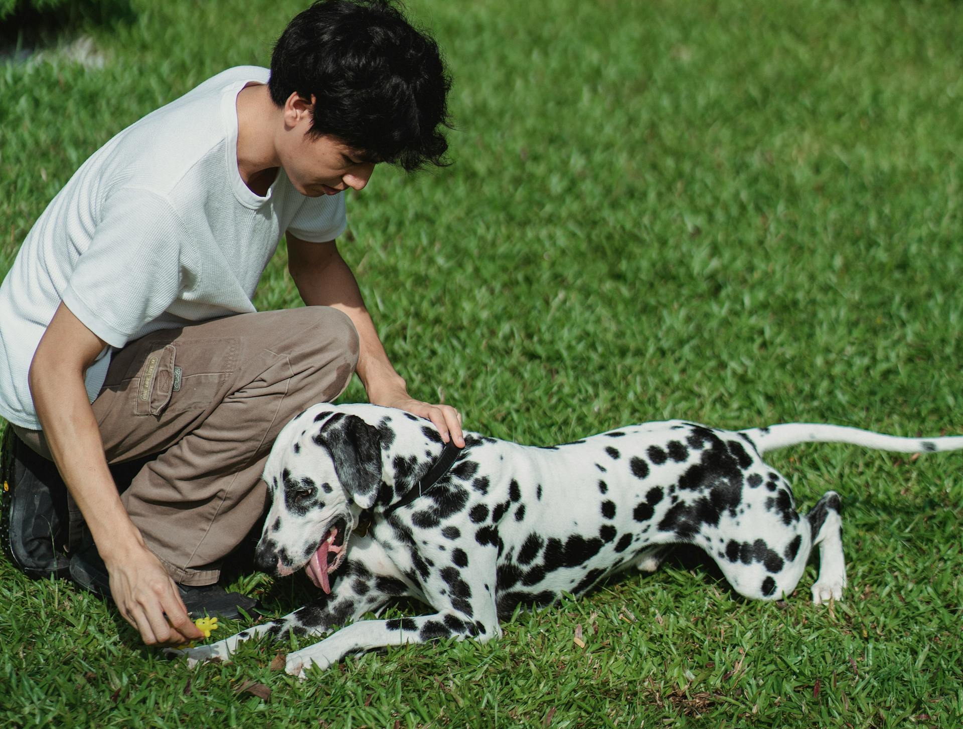 A Man Petting a Dalmatian Dog