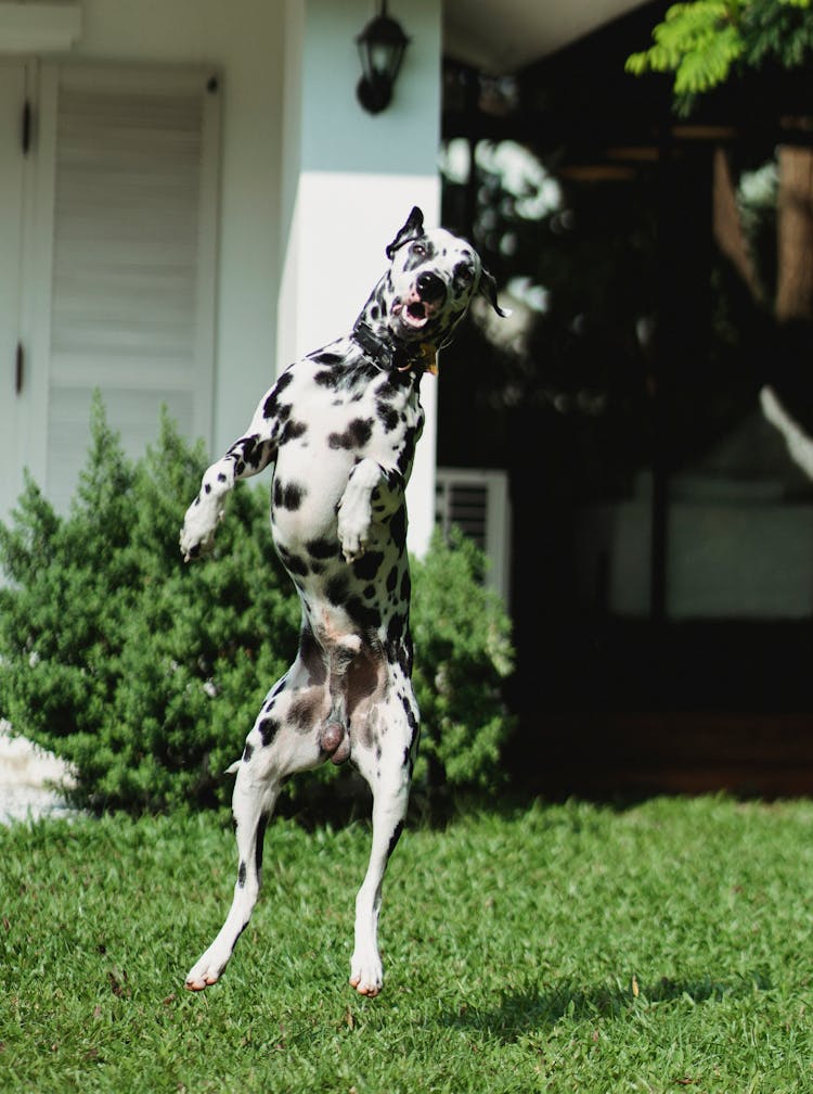 A Dalmatian Dog Jumping 