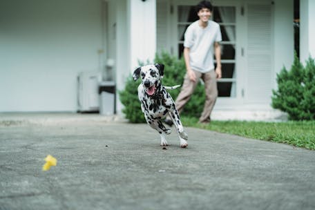 Dalmatian dog happily playing fetch with its owner on a sunny day outdoors.