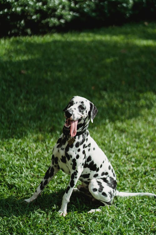 Gratis Fotos de stock gratuitas de canino, césped, collar de perro Foto de stock