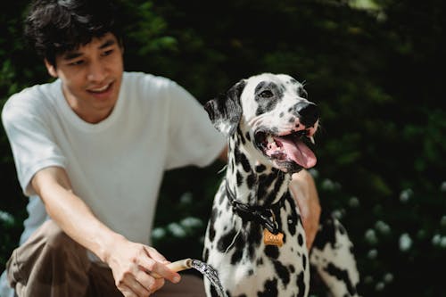 Kostenloses Stock Foto zu dalmatiner, haustier, hund