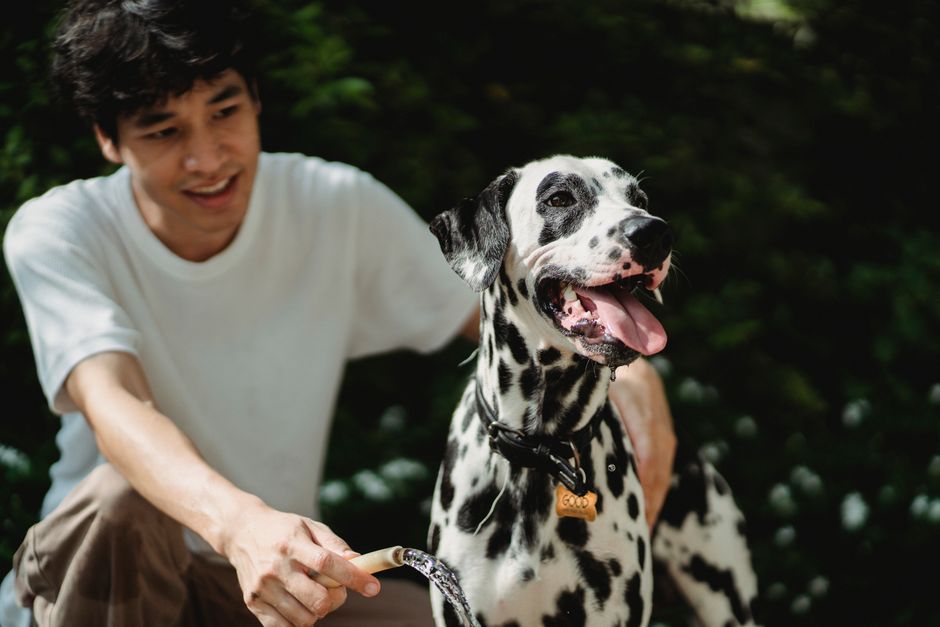 ダルメシアンと遊ぶ男性の楽しいアウトドアイベント、人気の犬種です。