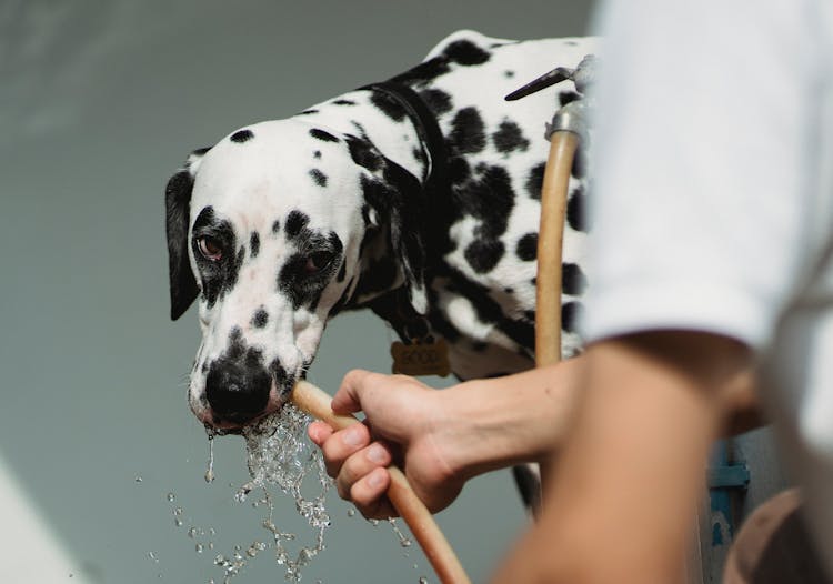A Dog Drinking From A Hose 