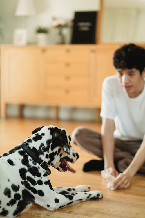 Immagine gratuita di animale, animale domestico, cane