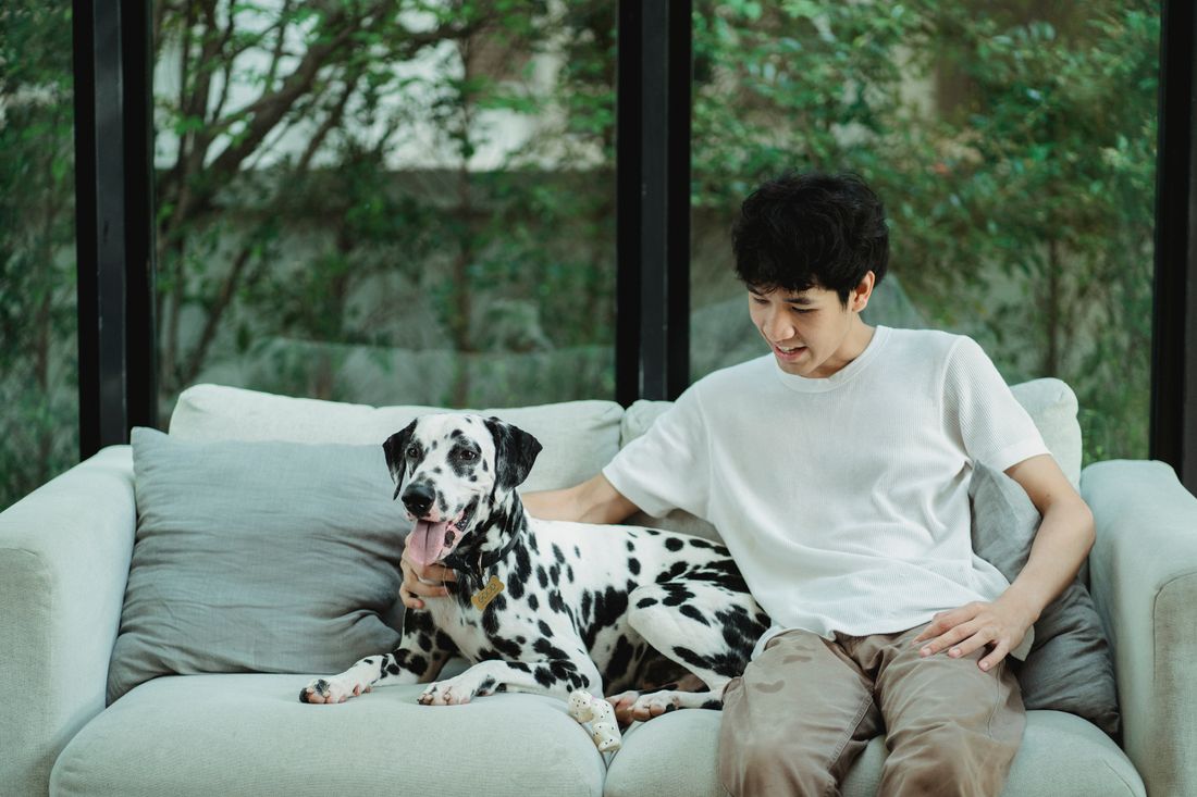 Pet owner relaxing at home with a Dalmatian dog