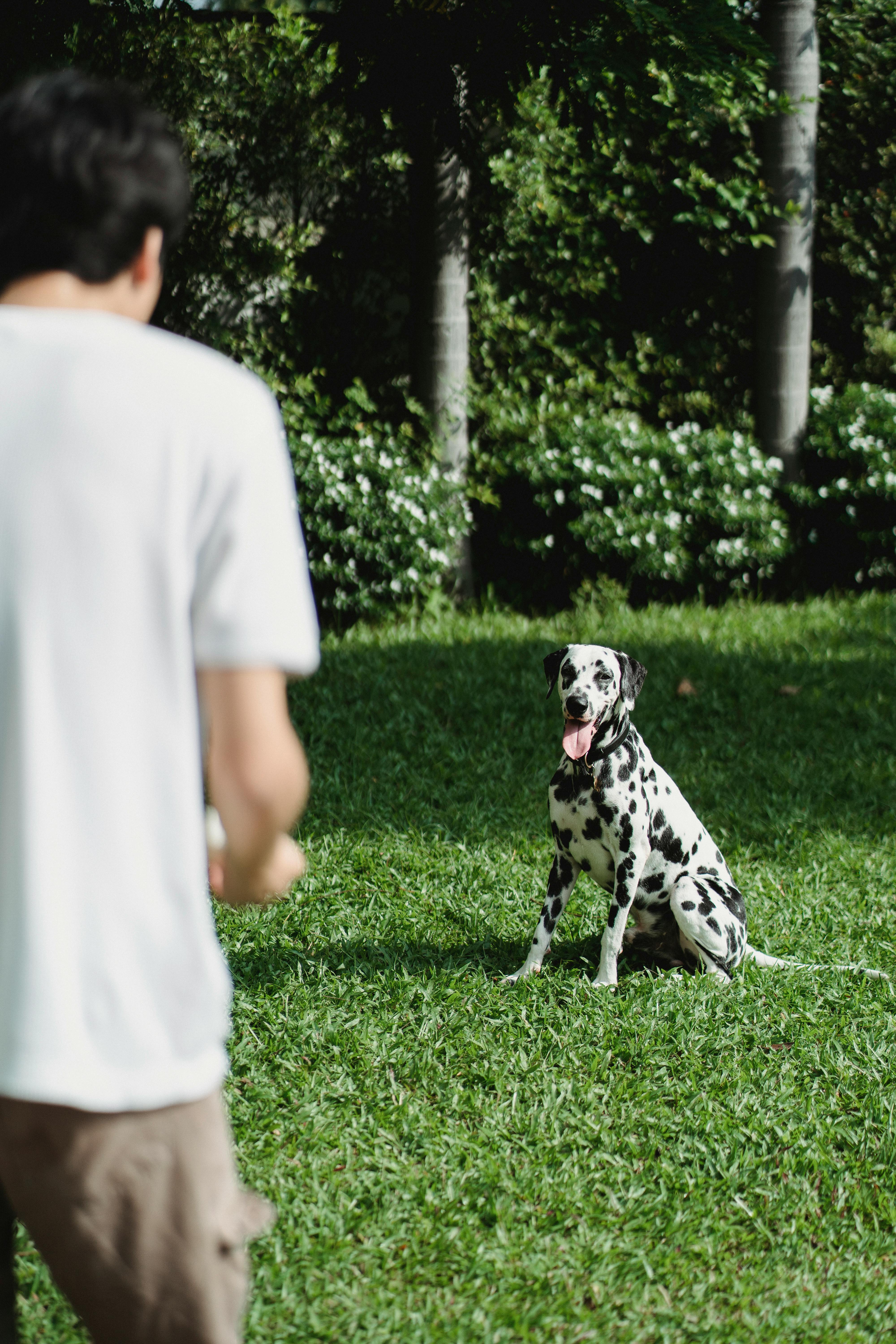 Free A Dalmatian dog sitting on green grass with a person in a sunny park setting. Stock Photo