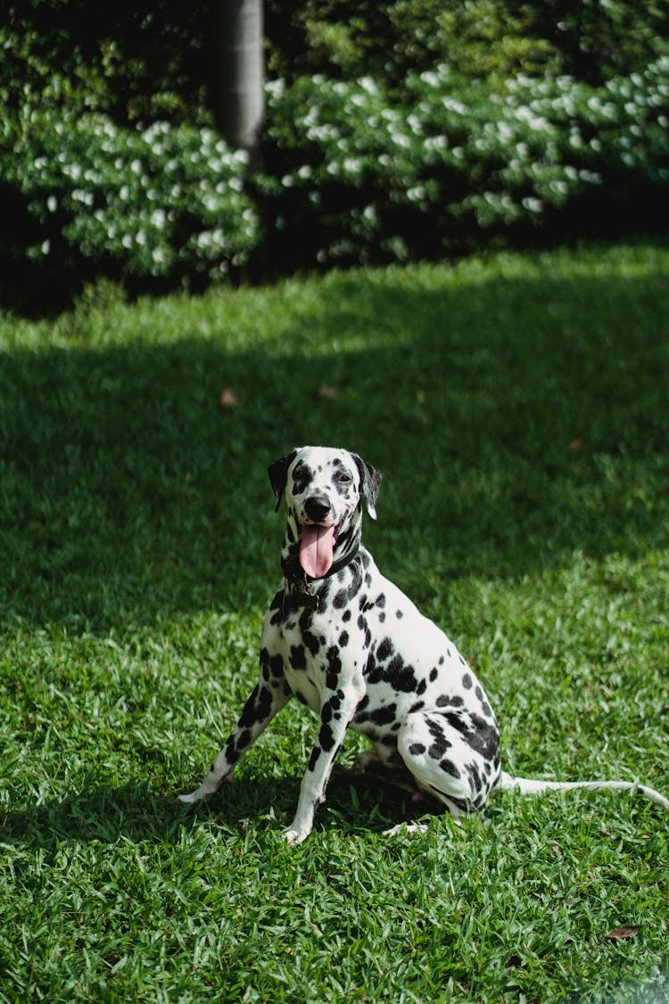 A Dog Panting While Sitting On The Grass