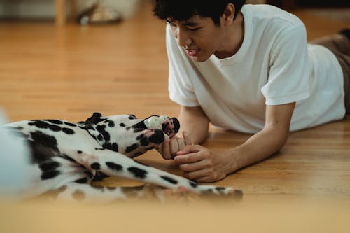 Foto profissional grátis de animal, animal de estimação, boca