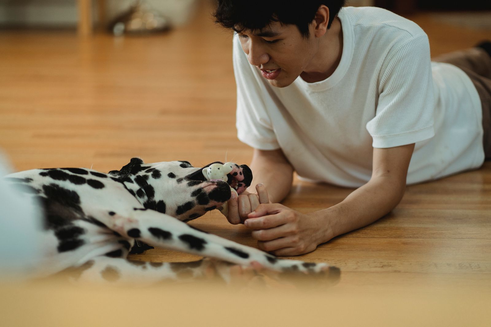 A Dalmatian lies on a wooden floor holding a pale green toy beside a person.