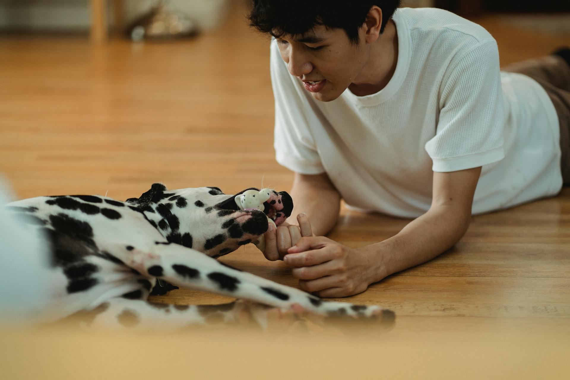 Een hond die een speeltje in zijn mond houdt