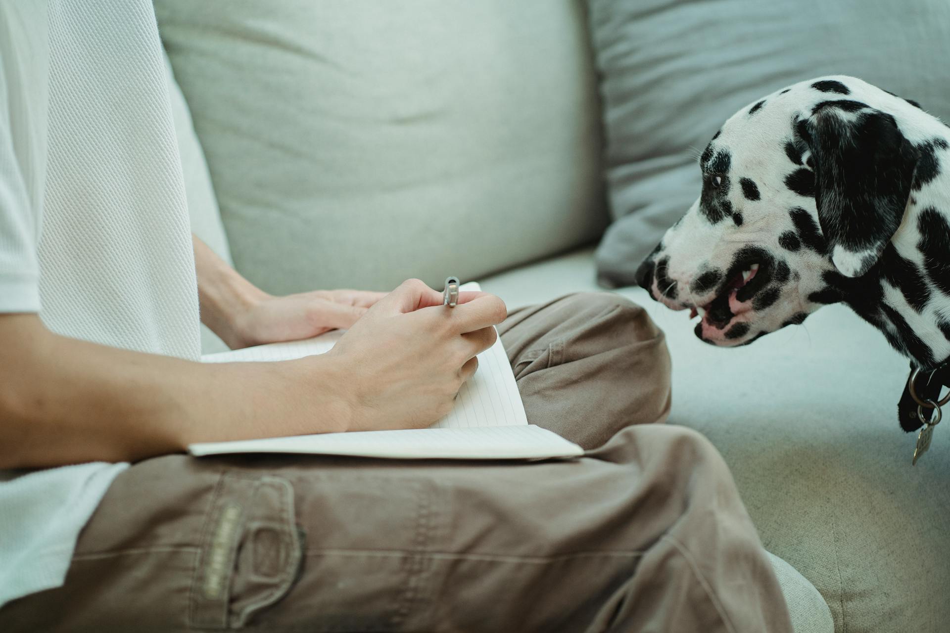 Dalmatian Watching Person while Writing